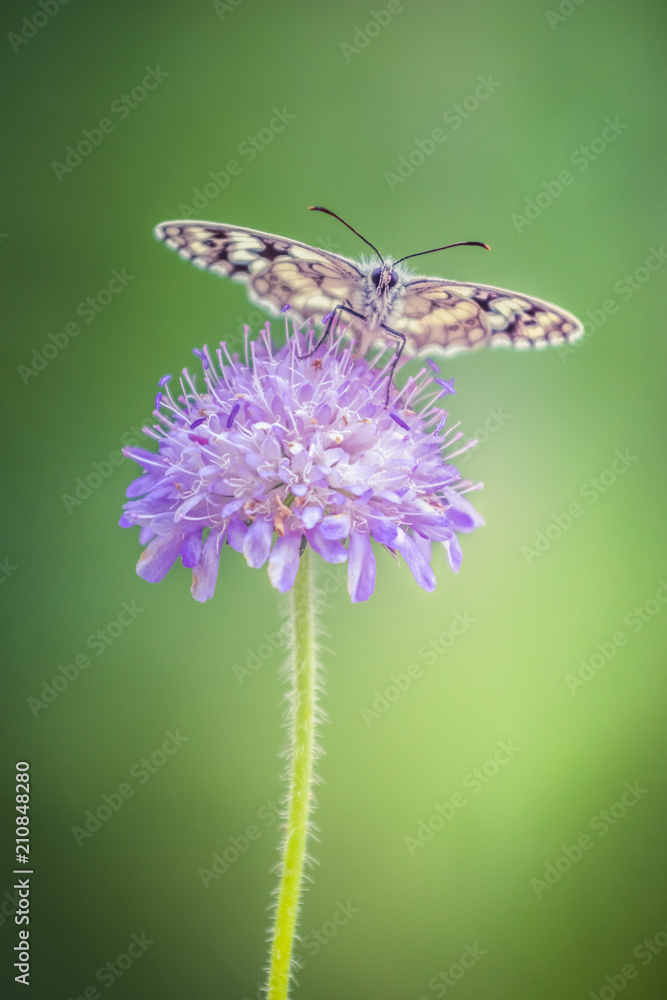 Colorful butterfly on a purple wildflower Colorful butterfly on a purple wildflower