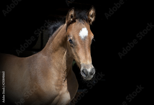 brown foal black background