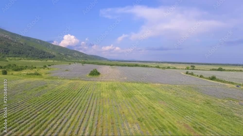 Aerial view of lavender fields Aerial view of lavender fields