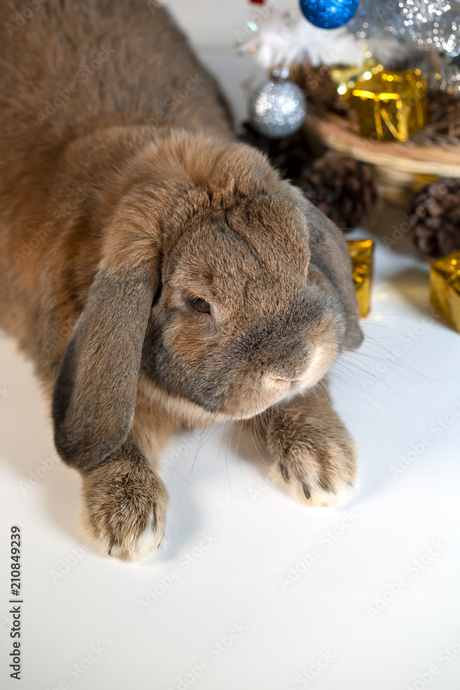 Lop-eared decorative rabbit sits under a Christmas tree decorated with a Christmas tree. A happy family. Winter Holidays. Lop-eared decorative rabbit sits under a Christmas tree decorated with a Christmas tree. A happy family. Winter Holidays.