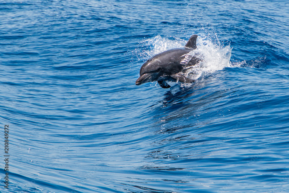 Obraz premium Bottlenose Dolphin (Tursiops truncatus) breaching the water, riding a wave.