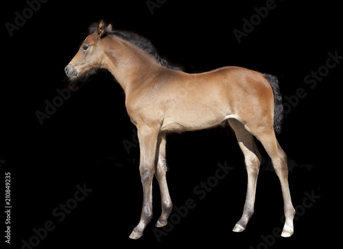 Foto brown foal in front of black background