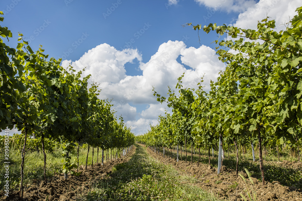 Fototapeta premium summer green vineyards rows