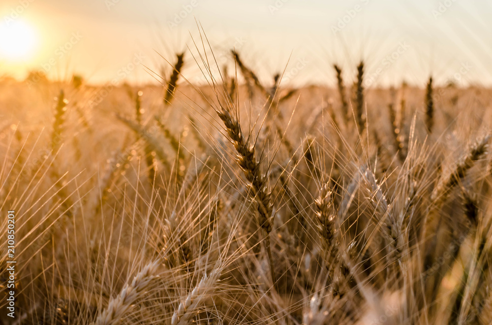 yellow rye field at sunset mature ears on the background of setting sun