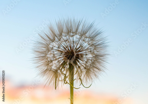 big fuzzy dandelion against the background of pink clouds and blue sky at sunset