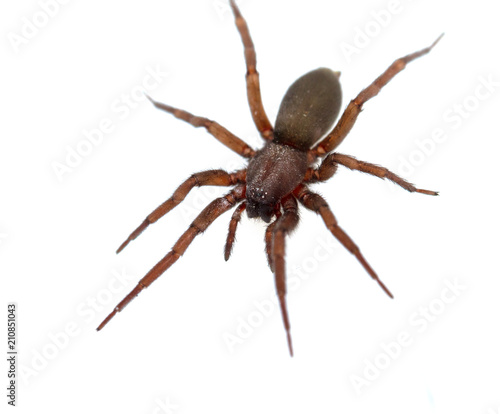 spider on white background