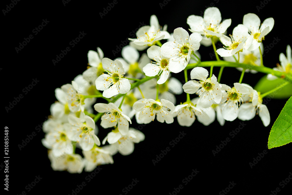 white cherry flowers on a black background white cherry flowers on a black background