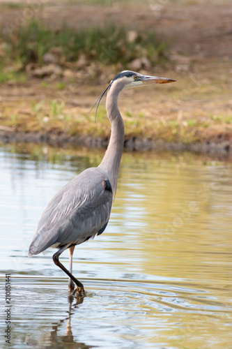 Great Blue Heron Hunting in Shallow Water