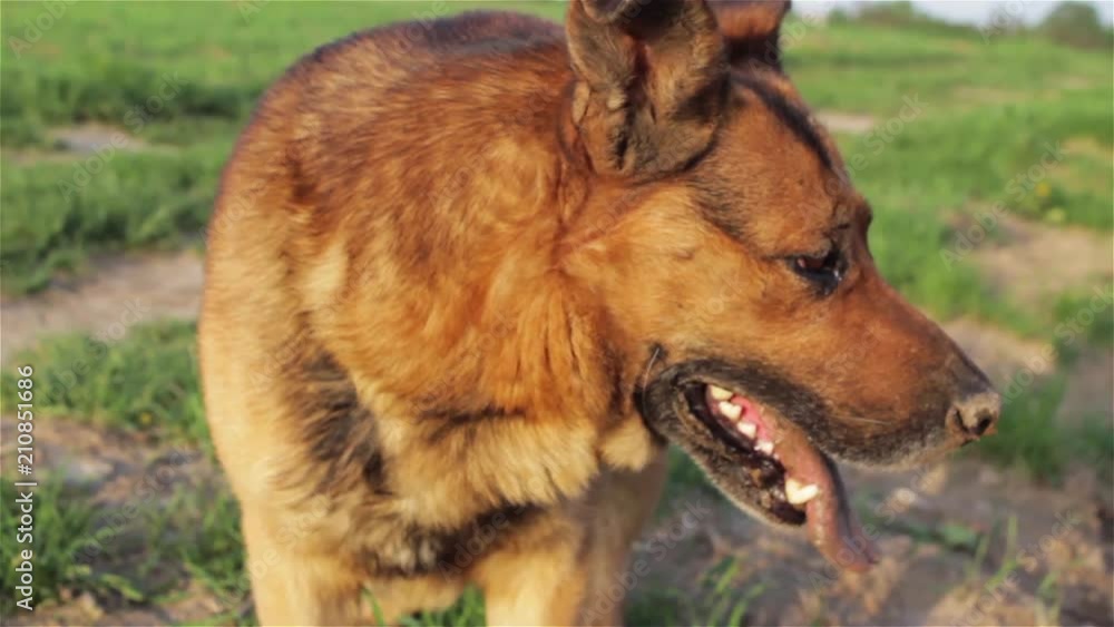 dog is dirty after digging,funny dirty German shepherd after digging holes dog is dirty after digging,funny dirty German shepherd after digging holes
