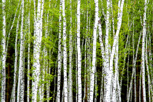 background of birch forest trees green spring