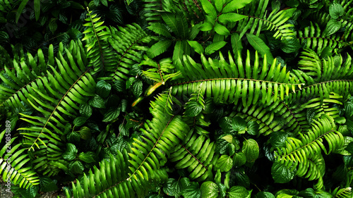 Tropical green leaf