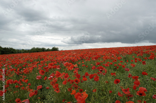 Fototapeta Naklejka Na Ścianę i Meble -  Dunkle Wolken über dem Klatschmohnfeld