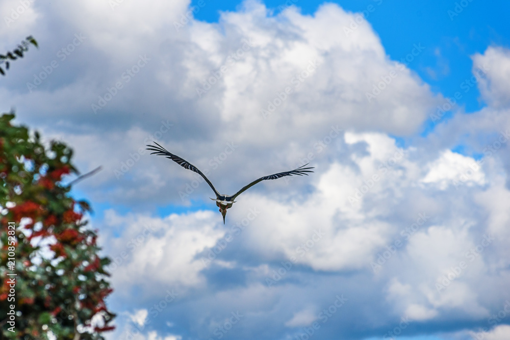 the stork flies against the background of clouds the stork flies against the background of clouds