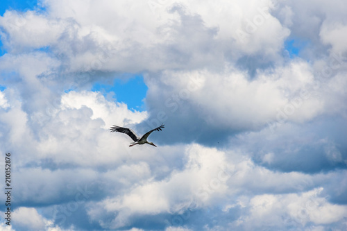 the stork flies against the background of clouds
