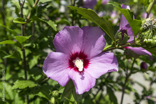 Syrian ketmia pink rose of Sharon 'Woodbridge' flower