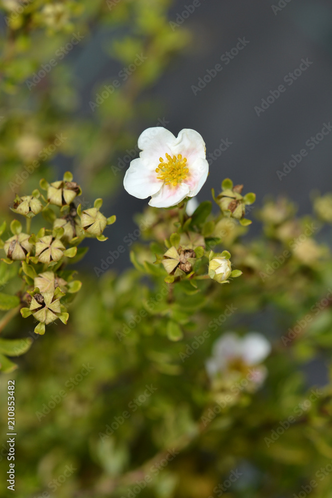 Shrubby cinquefoil Shrubby cinquefoil