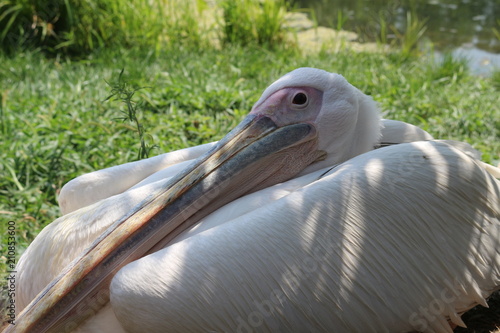 Pelican 2 photo