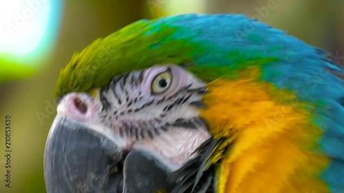 Macaw parrot blue-and-yellow on blurred soft background close up. photo