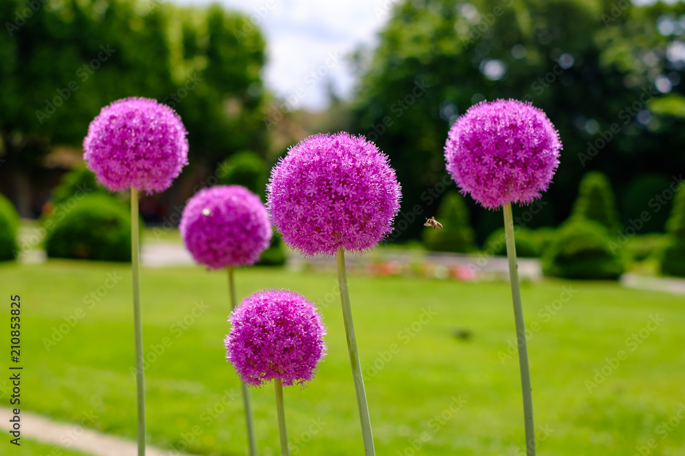 Fleurs d'ail géant (Allium giganteum) au parc en été.