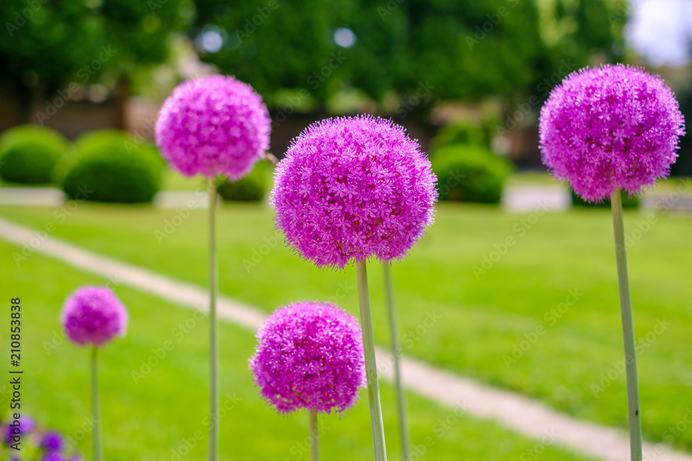 Fleurs D Ail Géant Allium Giganteum Au Parc En été Stock Photo Fleurs D Ail Géant Allium Giganteum Au Parc En été Stock Photo