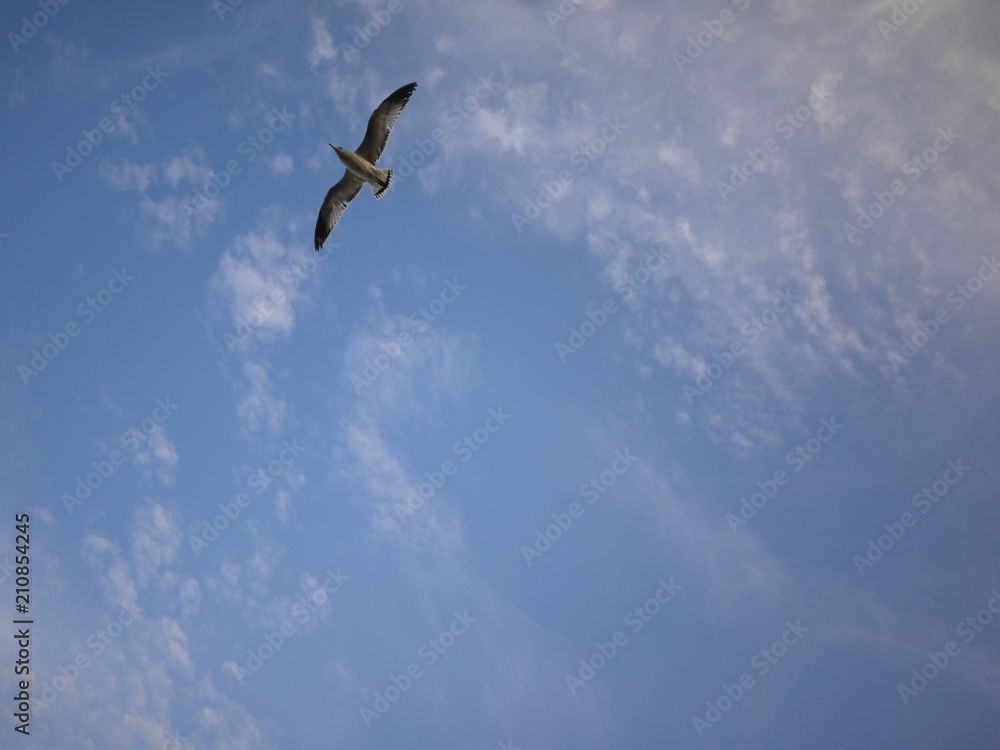 A Sea bird flying in the blue sky in California