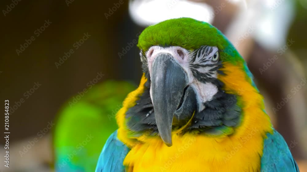 Close up Blue and gold macaw parrot head. Exotic colorful African macaw parrot, beautiful close up on bird face over natural green blurred soft background. Close up Blue and gold macaw parrot head. Exotic colorful African macaw parrot, beautiful close up on bird face over natural green blurred soft background.