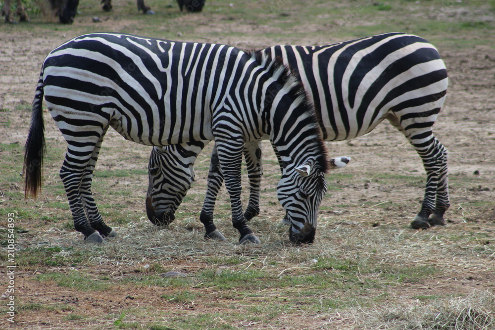 Naklejka premium Zebra 5