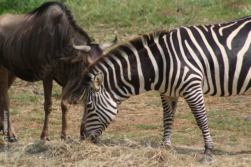 Zebra 3