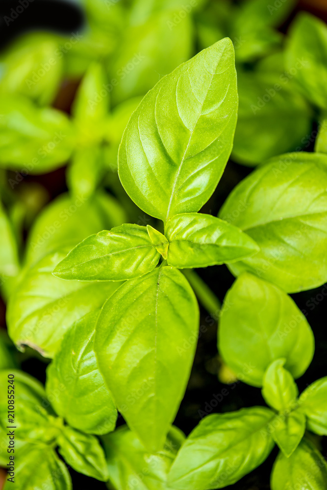 basil, closeup of the leaves basil, closeup of the leaves