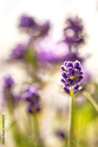 Lavender with blurred background