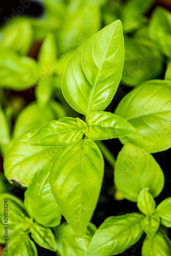 basil, closeup of the leaves