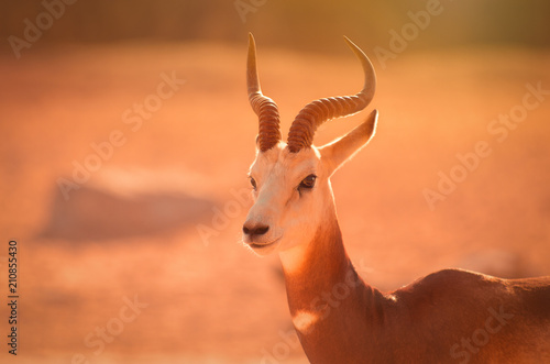 Fototapeta Naklejka Na Ścianę i Meble -  Dama gazelle