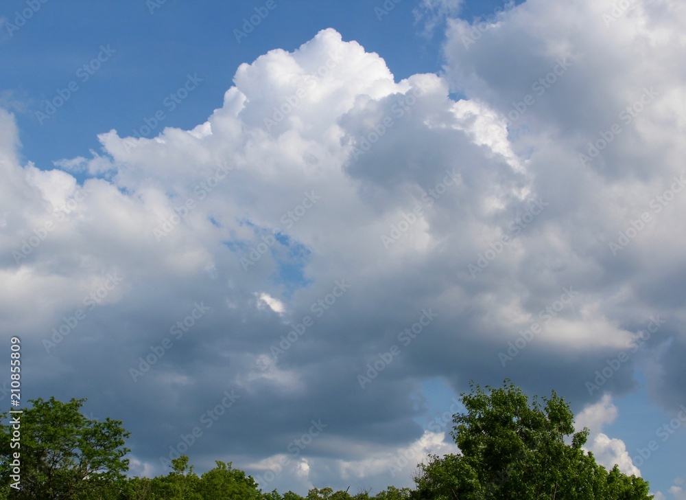 Obraz premium The big white cloud in the sky over the tree tops.
