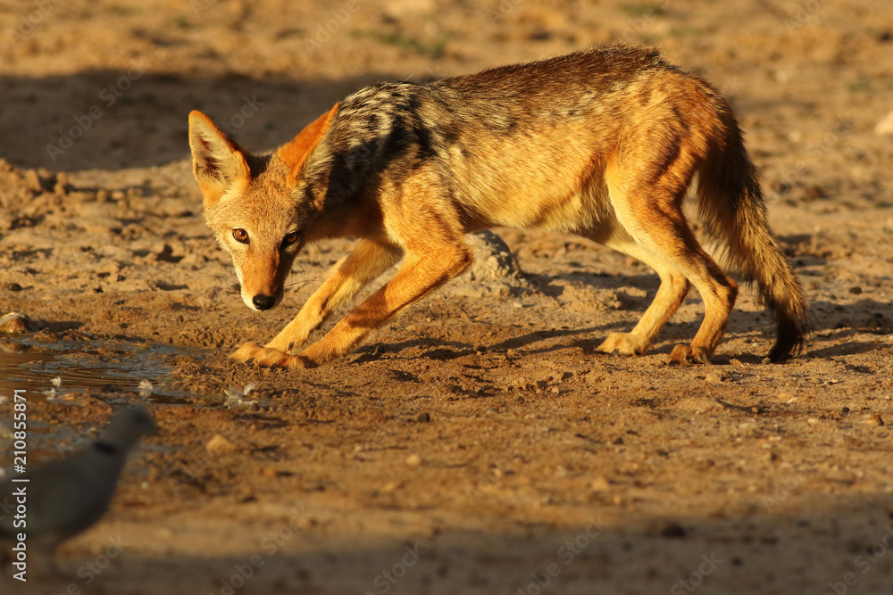 Fototapeta premium The black-backed jackal (Canis mesomelas) is drinking from the puddle in the wonderful evening light before sunset and watching African collared dove (Streptopelia roseogrisea)
