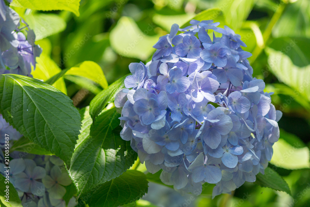 Hydrangea flower.Shot in Japan.close-up.People are not shown. Hydrangea flower.Shot in Japan.close-up.People are not shown.