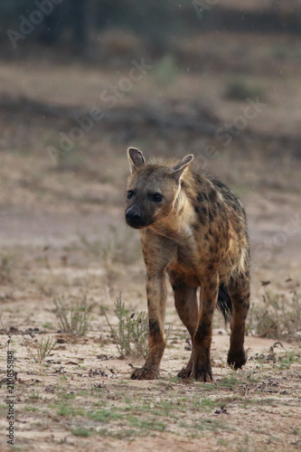 The spotted hyena (Crocuta crocuta), also known as the laughing hyena is walking in the dried riverbed of aoub river in the morning