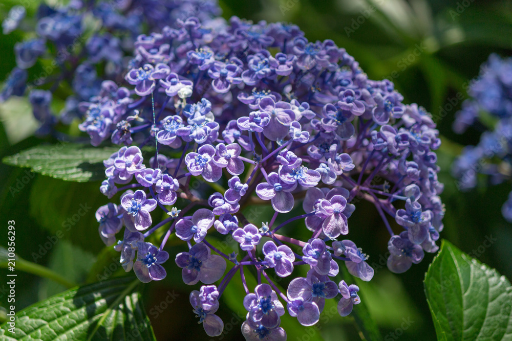 Hydrangea flower.Shot in Japan.close-up.People are not shown.