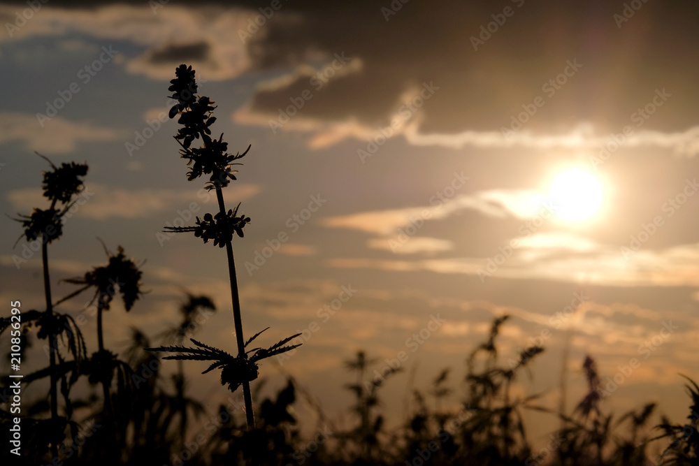 Obraz premium Silhouettes wild hemp against the beautiful evening sky. Cannabis on the field and the bright disk of the sun. The concept of legalizing or banning marijuana.