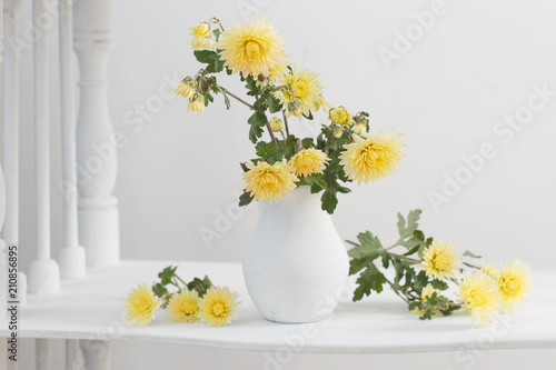 Fototapeta Naklejka Na Ścianę i Meble -  still life with chrysanthemums on white background