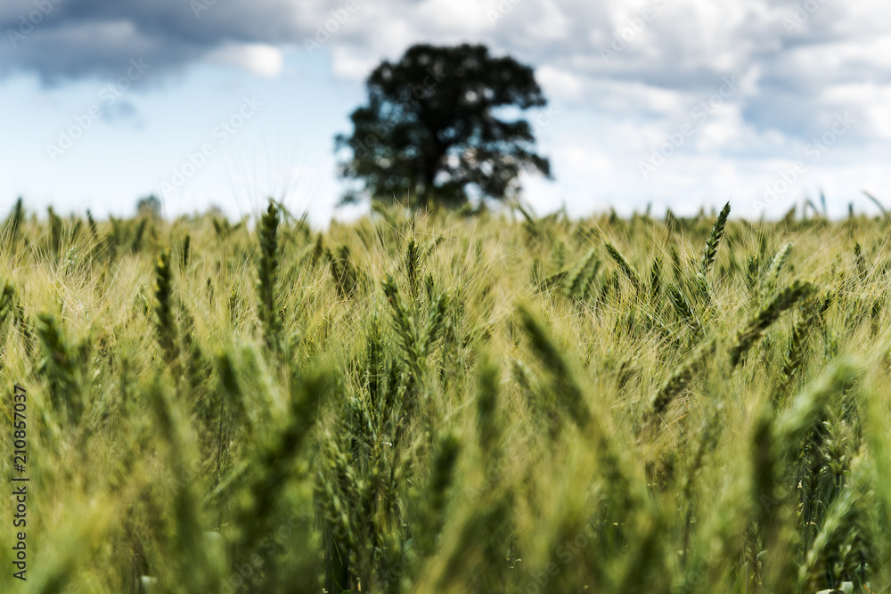 Fototapeta premium Green wheat field.