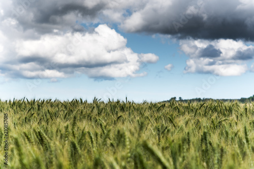 Green wheat field.