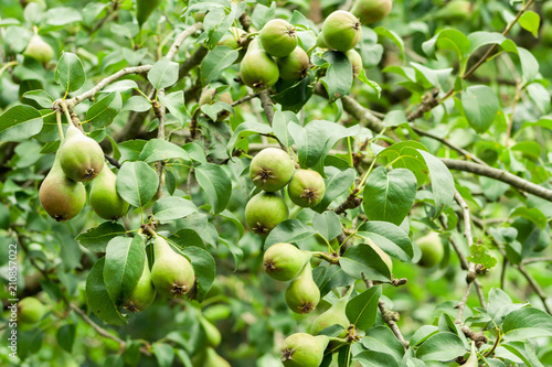 many unripe pears on a tree in orchard. generous collections