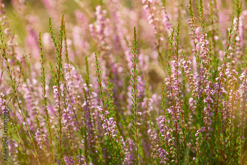 Flower background pink tiny color. Calluna vulgaris also known as common heather, ling, heather