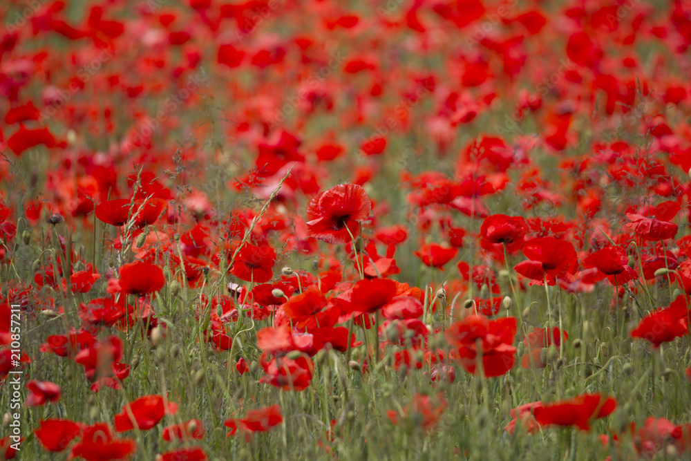 A field full of red poppy flowers between grasses at the edge of the forest