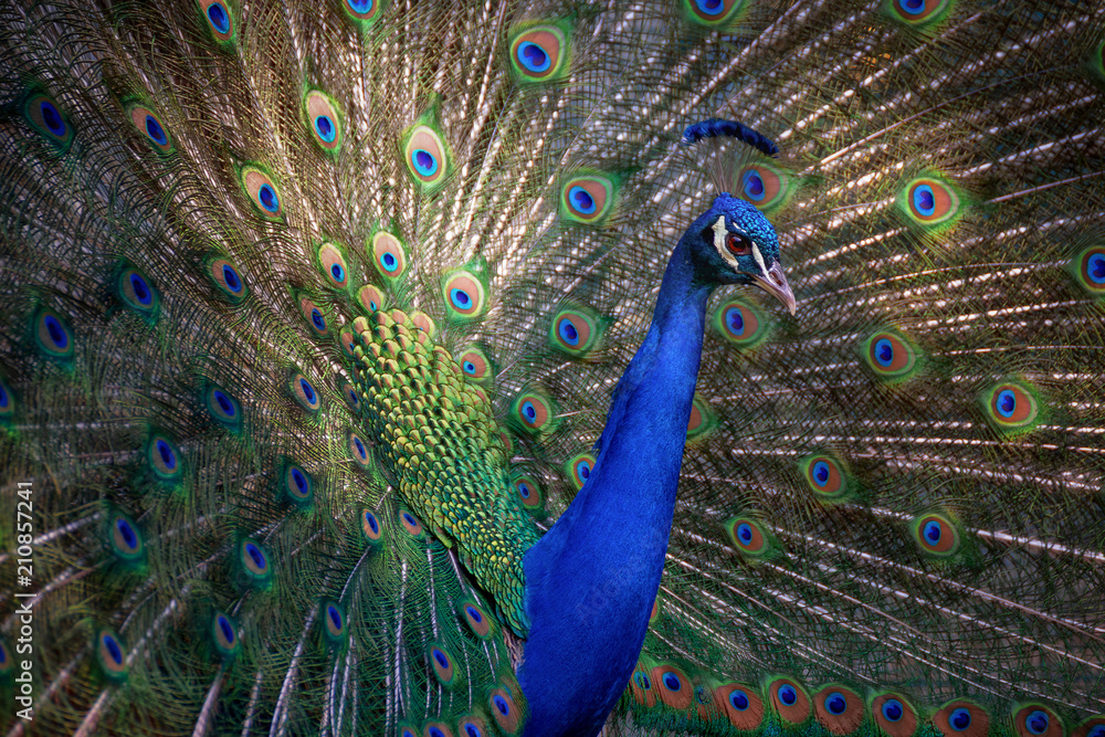 Obraz premium Pavone