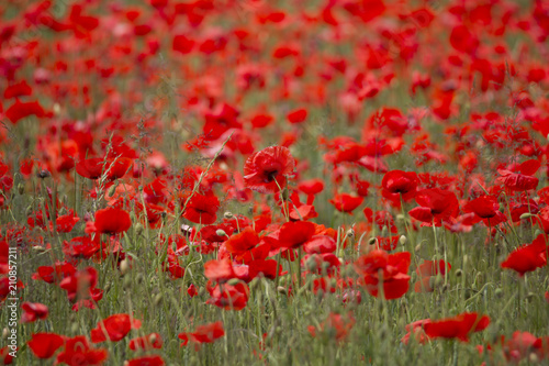 A field full of red poppy flowers between grasses at the edge of the forest