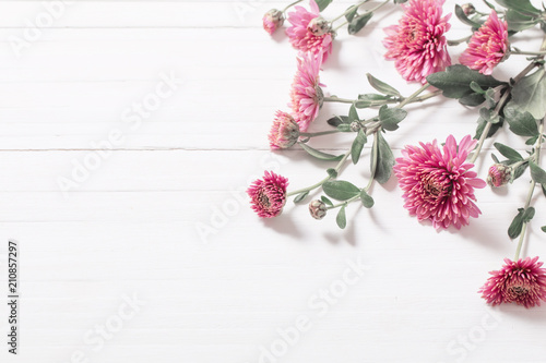 pink chrysanthemums on white wooden background