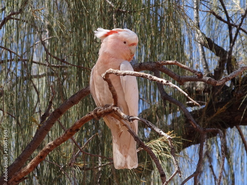 Major Mitchell's cockatoo, pink cockatoo, Northern territory, Australia photo