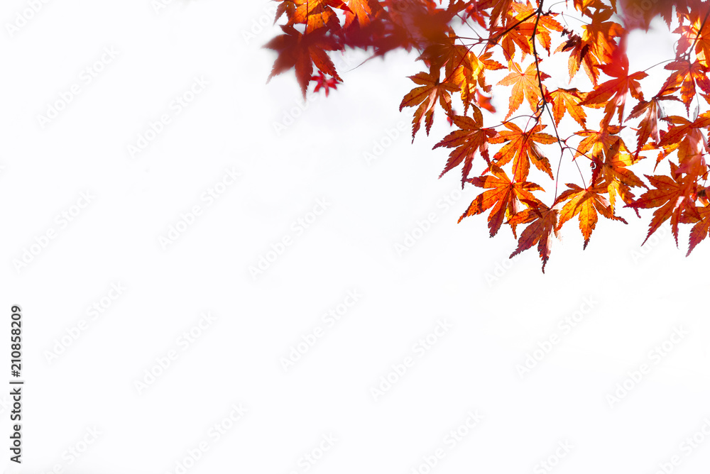 the beautiful autumn color of Japan maple