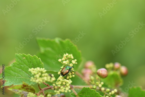 ノブドウの花の上のマメコガネ © kikisora